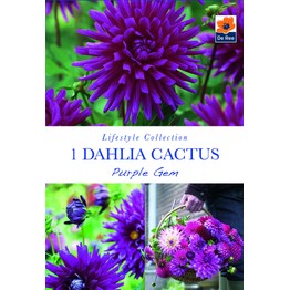 Summer Flowering Bulbs Dahlia Cactus Purple Gem