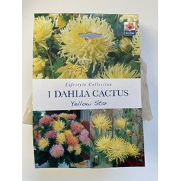 Summer Flowering Bulbs Dahlia Cactus Yellow Star