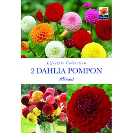 Summer Flowering Bulbs Dahlia Pompon Mixed
