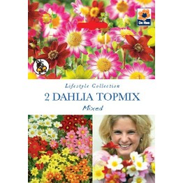 Summer Flowering Bulbs Dahlia Topmix Mixed