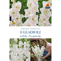 Summer Flowering Bulbs Gladioli White Prosperity