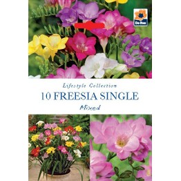 Summer Flowering Bulbs Freesia Single Mixed