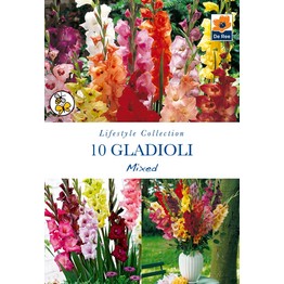 Summer Flowering Bulbs Gladioli Mixed