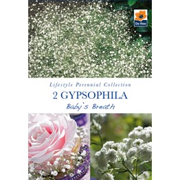 Summer Flowering Bulbs Gypsophila Baby's Breath