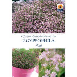 Summer Flowering Bulbs Gypsophila Pink