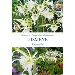 Summer Flowering Bulbs Ismene Festalis