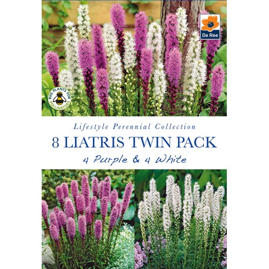 Summer Flowering Bulbs Liatris Twin Pack Purple & White