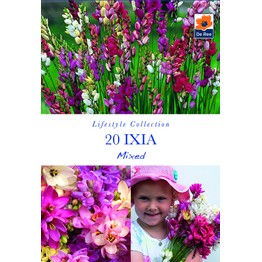 Summer Flowering Bulbs Ixia Mixed