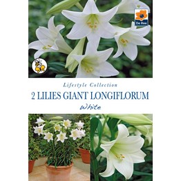 Summer Flowering Bulbs Lilies Giant Longiflorum White
