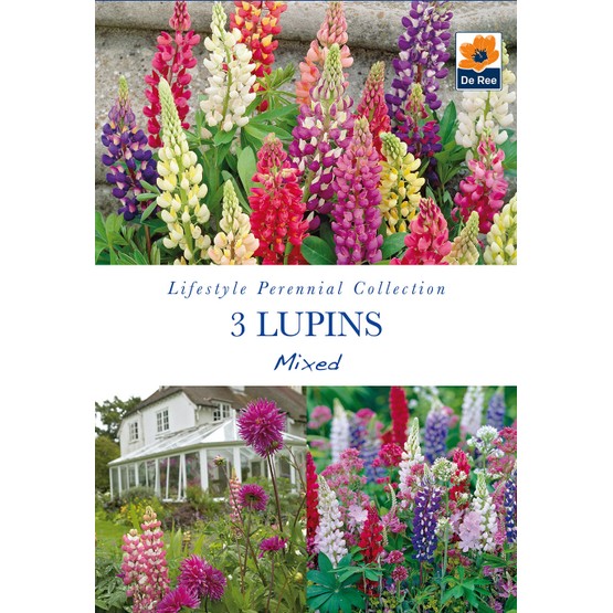 Summer Flowering Bulbs Lupins Mixed