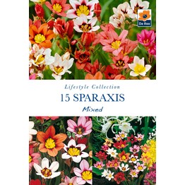 Summer Flowering Bulbs Sparaxis Mixed