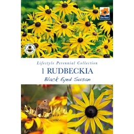 Summer Flowering Bulbs Rudbeckia Black Eyed Susan