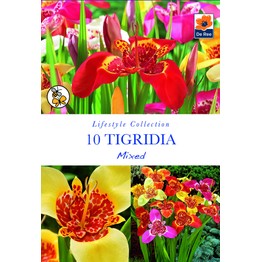 Summer Flowering Bulbs Tigridia Mixed