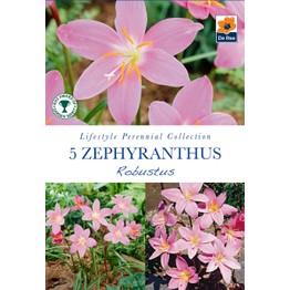 Summer Flowering Bulbs Zephyranthus Robustus