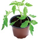 Professional Growing Pots (10) 9cm W0100 additional 3