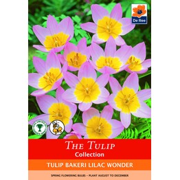 The Tulip Bulb Collection - Bakeri Lilac Wonder