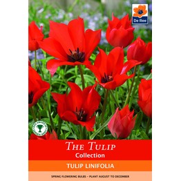 The Tulip Bulb Collection - Linifolia