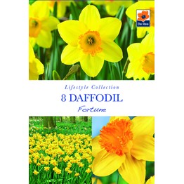 The Lifestyle Bulb Collection - Spring Flowering Daffodil Fortune