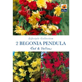 Summer Flowering Bulbs Begonia Pendula Red & Yellow