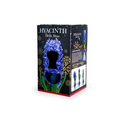 Hyacinth Delft Blue Bulb in Glass