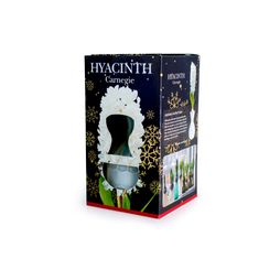 Hyacinth White Carnegie Bulb in Glass