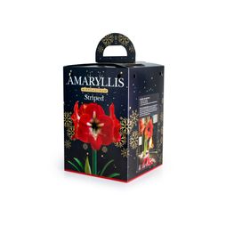 Amaryllis Hippeastrum Gift Boxed Striped