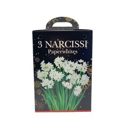 Narcissus Paperwhites (3)  in Plastic Pot with Potting Compost alternative