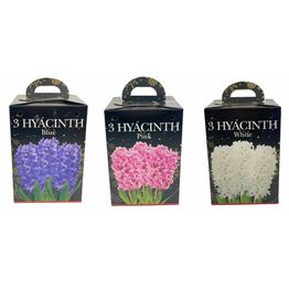 Hyacinth(3) in Plastic Pot with Potting Compost Pink alternative