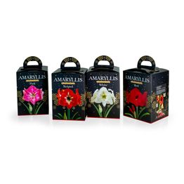 Amaryllis Hippeastrum Gift Boxed Pink alternative