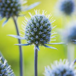 Mr Fothergill's ERYNGIUM Planum Flower Seeds