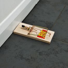 STV Wooden Mouse Trap 4 pack STV040 alternative
