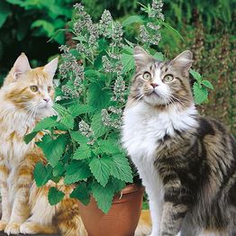 Mr Fothergill's CATMINT Catnip