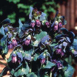 Mr Fothergill's CERINTHE major purpurascens