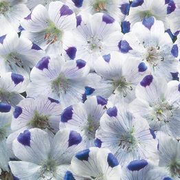 Mr Fothergill's NEMOPHILA Five Spot