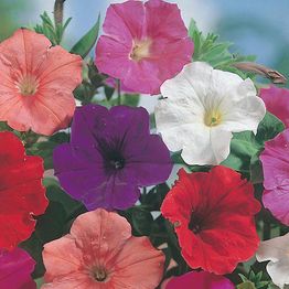 Mr Fothergill's PETUNIA Confetti Mixed F2