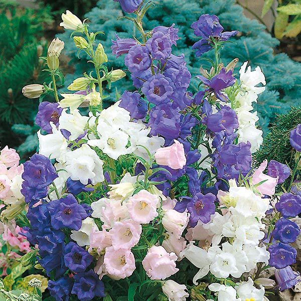 thumbnail image 2 of Buy Canterbury Bells - Cup And Saucer Mix Seeds Online | Happy Valley Seeds 2 of 13