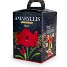 Amaryllis Hippeastrum Gift Boxed Red additional 1