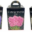 Hyacinth(3) in Plastic Pot with Potting Compost Pink additional 2