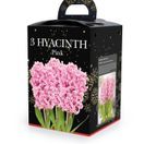 Hyacinth(3) in Plastic Pot with Potting Compost Pink additional 1