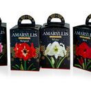 Amaryllis Hippeastrum Gift Boxed White additional 2