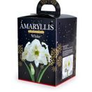 Amaryllis Hippeastrum Gift Boxed White additional 1