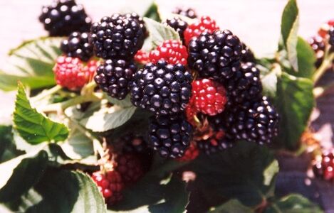 Autumn Fruit Jam Recipe