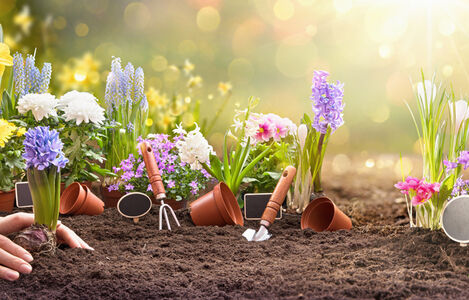 Garden,Flowers,,Plants,And,Tools,On,A,Sunny,Background.,Spring