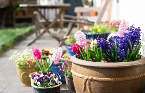 Spring,Potted,Flowers,In,Mini,Garden,Outdoors.,Hyacinths,Blooming,In