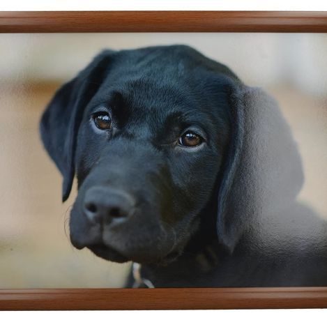 Trays