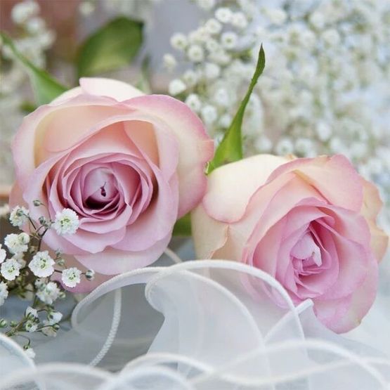 Tiflair Romantic Rose Lunch Napkins 3 ply