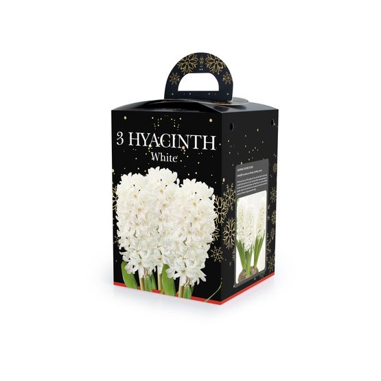 Hyacinth(3)  in Plastic Pot with Potting Compost White