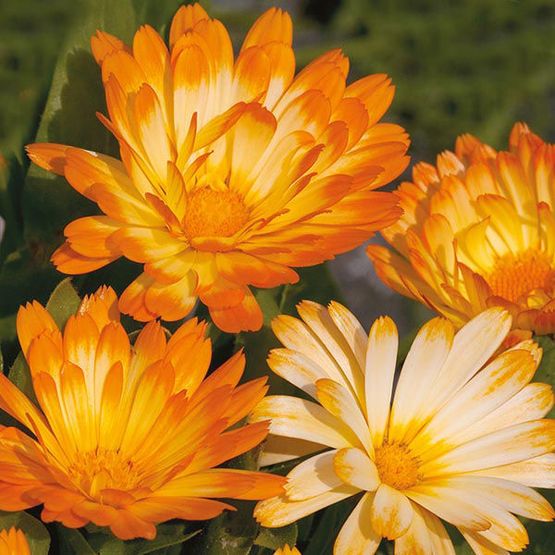 Mr Fothergill's CALENDULA Oopsy Daisy