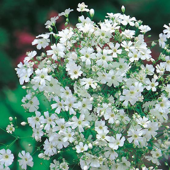 Mr Fothergill's GYPSOPHILA Monarch White