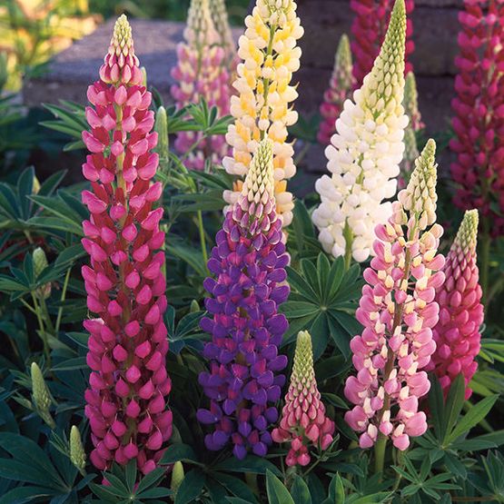 Mr Fothergill's LUPIN Festival Mixed